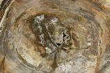 Polished Petrified Wood (Araucaria) Round - Madagascar #355315-1